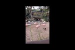 Video - Zwischen die Flamingos gemogelt