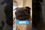 Video - Mops - der Hund, der im Sitzen schnarcht