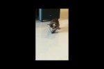 Video - Katze schleicht sich an