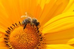 Video - Fakten zu Bienen