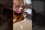 Video - Respekt vor der Katze
