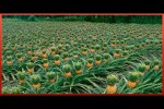 Video - Ernte der köstlichsten Ananas der Welt - Exotenfrüchte-Plantage
