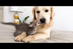Video - Poor Golden Retriever Attacked by a Tiny Kitten