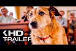 Video - HUNDSCHULDIG Trailer German Deutsch (2025)