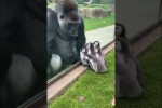 Video - Gorilla sieht Baby-Pinguine