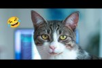 Video - Lustige und goldige Katzen
