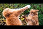 Video - Die lustigsten Tiere - Spaß mit Katzen und Hunden 2023 - LA 146