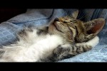 Video - Katzenparty! Eine Zusammenstellung lustiger Katzen für gute Laune