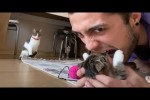 Video - Cat Attack - Cat Reaction Compilation