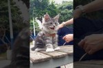 Video - Wirklich lustige Katzen