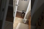 Video - Hund hat seine 5 Minuten