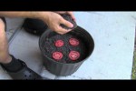 Video - der einfachste Weg Tomaten zu ziehen