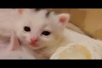 Video - Goldiges Kätzchen