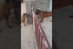 Video - Typisch Hund