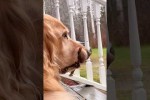 Video - Hunde und ihre Stcke