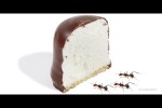 Video - Zeitraffer Ameisen gegen Schokokuss