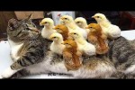 Video - Die lustigsten Tiere - Spaß mit Katzen und Hunden 2023 - LA 29
