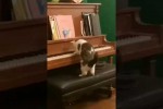 Video - Katze am Klavier