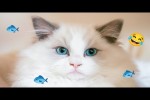 Video - Lustige Katzen
