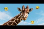 Video - Die besten Tiervideos