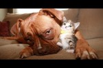 Video - Hunde-Mamas mit ihren adoptierten Baby-Kätzchen