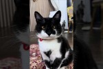 Video - Lustige Katzen