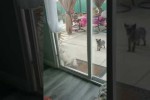 Video - Kleine Katze öffnet große Terrassentüre