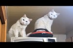 Video - CATS: Unstoppable Chaos and Fun