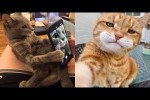 Video - Lustige Katzen
