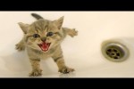Video - Die lustigsten Tiere - Spaß mit Katzen und Hunden 2023 - LA 36
