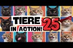 Video - Tiere in Action 25 - Lustige Katzen und Hunde