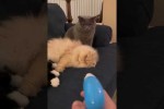 Video - Lustige Katzen