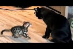 Video - Die lustigsten Tiere - Spaß mit Katzen und Hunden 2022 - LA 20