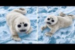 Video - Die besten Videos 2026 (Teil 60)