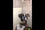 Video - Böser Hundeblick