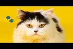 Video - Lustige und s��e Katzenvideos