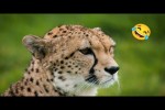 Video - Lustige Tiere