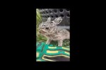 Video - Witziger kleiner Hase