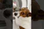 Video - Hund wartet auf Kumpel aus der Waschmaschine