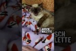 Video - Katze ist ein Morgenmuffel