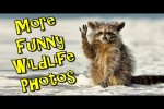 Video - More Funny Wildlife Photos