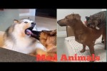 Video - Lustige Hunde und Katzen