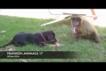Video - FRANKEN ANIMALS 17