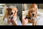 Video - Ein Hund und ein Haar-Clip