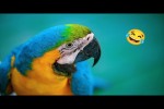 Video - Lustige Tiere