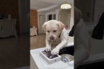 Video - Lustiges Hunde-KI-Video