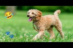 Video - Lustige Hunde