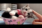 Video - Die lustigsten Tiere - Spaß mit Katzen und Hunden 2023 - LA 135