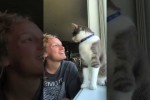 Video - Katze beißt Frauchen in den Kopf