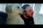 Video - If you still haven't decided to get a Dog, watch this